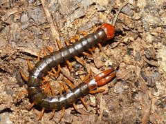 Cormocephalus westwoodi