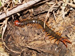 Cormocephalus westwoodi