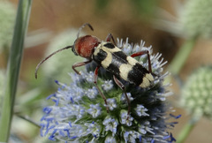 Chlorophorus trifasciatus