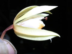 Coelogyne rochussenii, photograph (c) ml_ls, some rights reserved (CC BY)