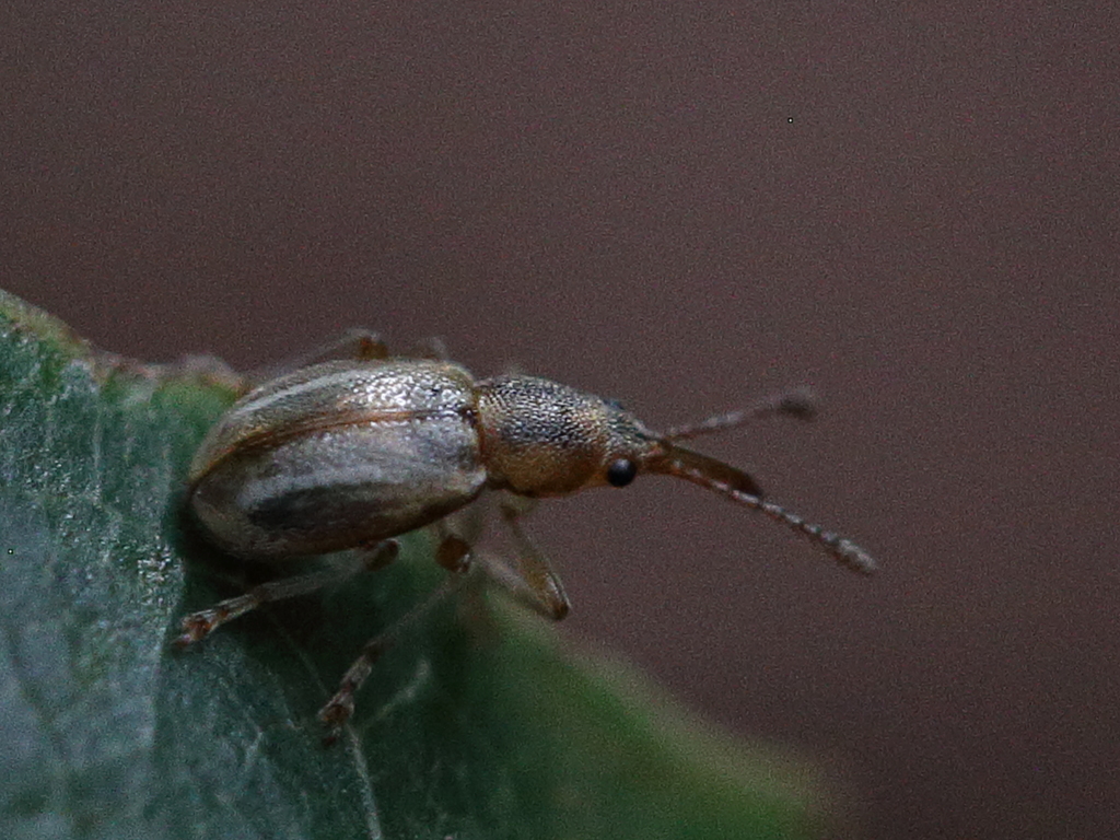Auletobius anceps