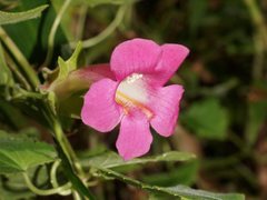 Lophospermum erubescens
