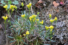 Draba standleyi