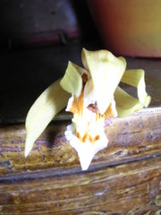 Coelogyne rochussenii, photograph (c) ml_ls, some rights reserved (CC BY)