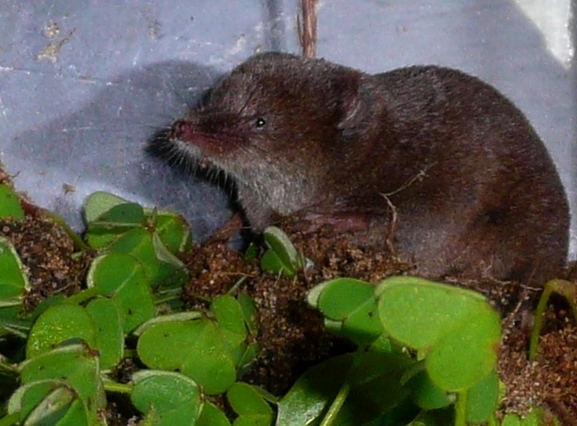 Iberian Shrew