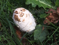 Coprinus comatus