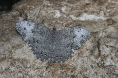 Hamadryas glauconome