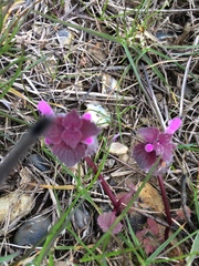 Lamium purpureum