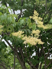 Syringa reticulata