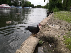 Cairina moschata domestica