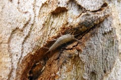 Ctenolepisma lineatum