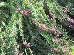 Syncolostemon rotundifolius