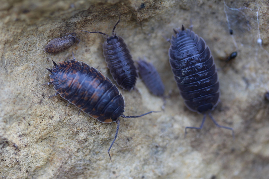 porcellio-orarum-from-83131-montferrat-france-on-october-22-2023-at