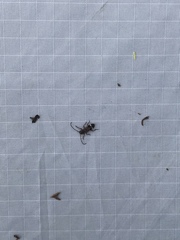 Psenocerus supernotatus