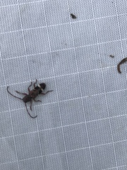 Psenocerus supernotatus