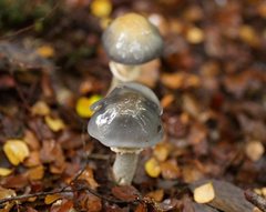 Cortinarius metallicus