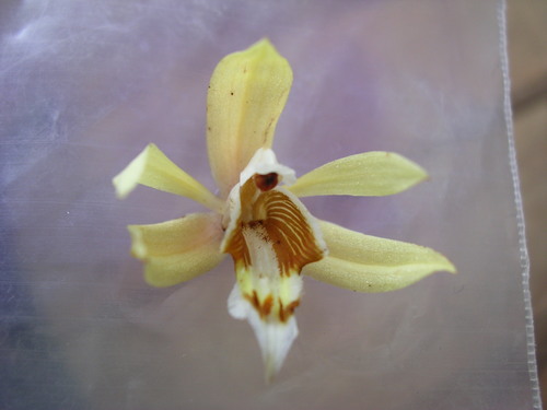 Coelogyne rochussenii, photograph 5