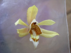 Coelogyne rochussenii, photograph (c) ml_ls, some rights reserved (CC BY)