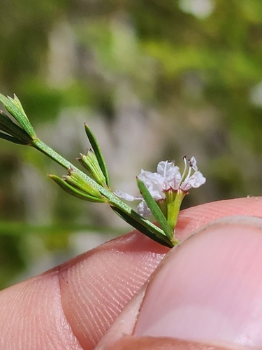 Image of Lythrum lineare by (c) Scott Allen Davis, some rights reserved (CC BY)