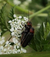 Cantharis fusca