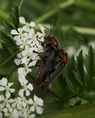 Cantharis fusca