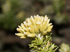 Ozothamnus turbinatus
