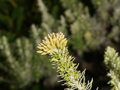 Ozothamnus turbinatus