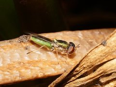 Odontomyia decipiens
