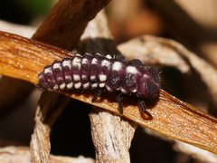 Micraspis flavovittata