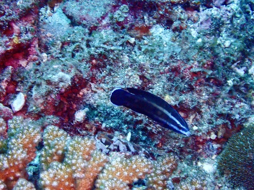 Northern tubelip (Labropsis manabei) — Labridae — 4