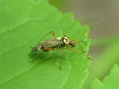 Rhabdomiris striatellus