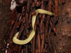 Fletchamia mediolineata