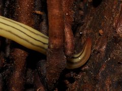 Fletchamia mediolineata