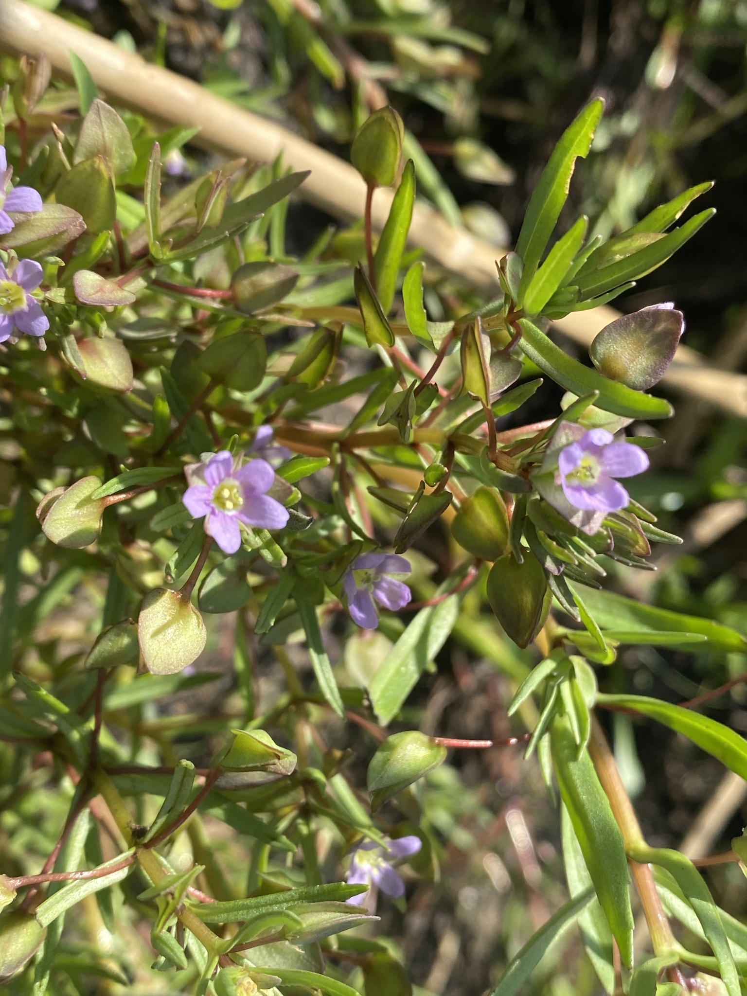 Bacopa aquatica