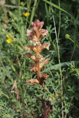 Orobanche lutea