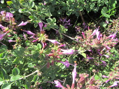 Syncolostemon rotundifolius