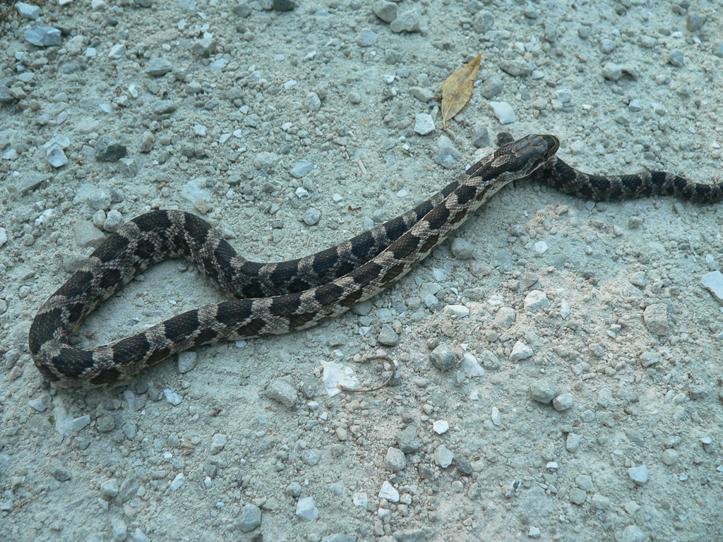western rat snake