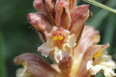 Orobanche lutea