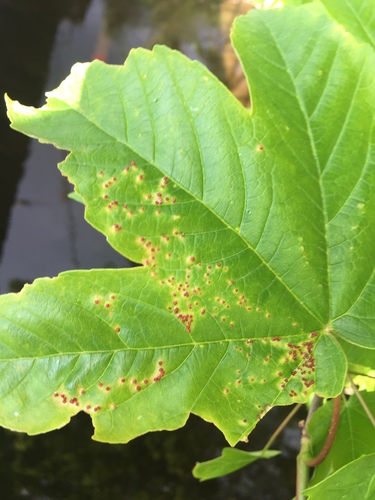 Maple gall mite