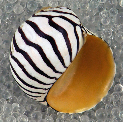 Zebra Nerite