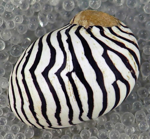 Zebra Nerite