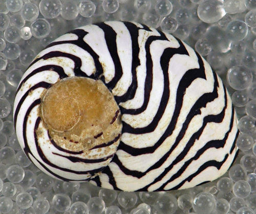 Zebra Nerite
