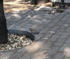 Turdus rufopalliatus