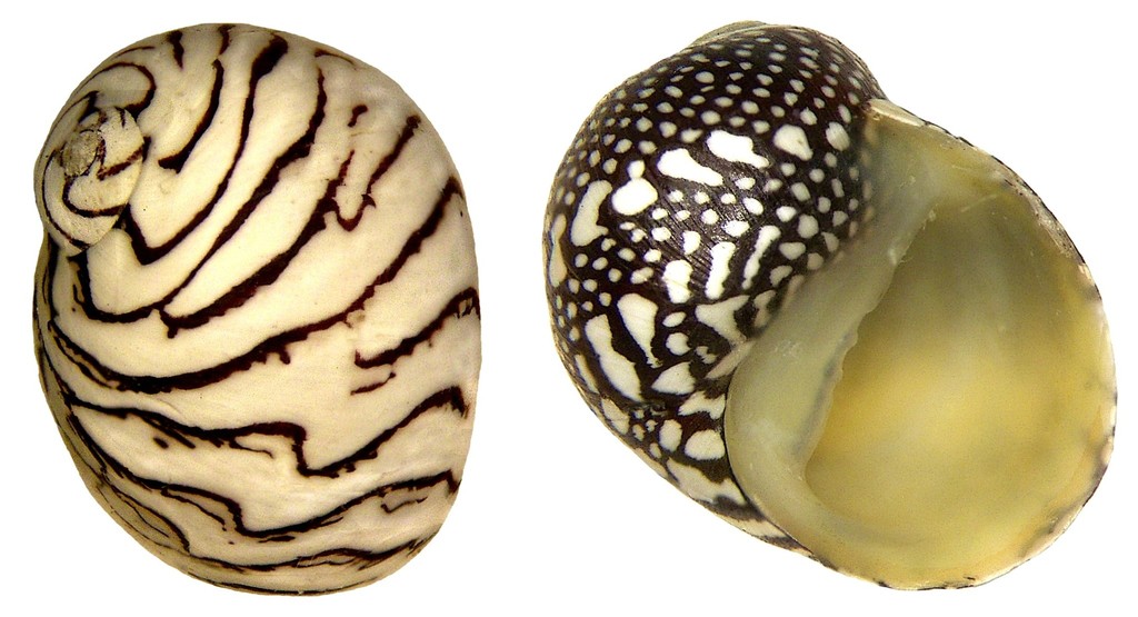 Zebra Nerite