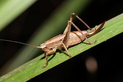 Requena baraya