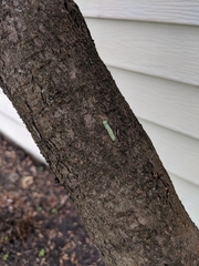 Paleacrita vernata