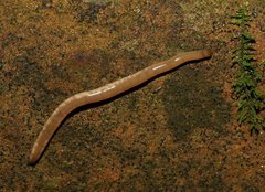 Argonemertes australiensis