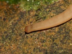 Argonemertes australiensis