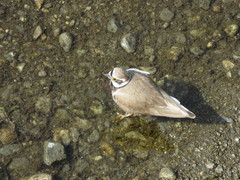 Charadrius dubius