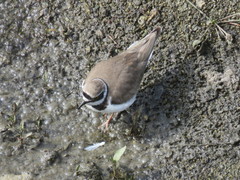 Charadrius dubius